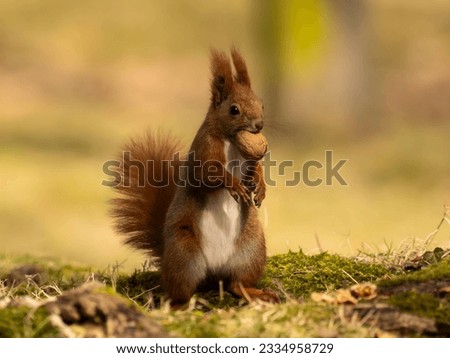 A delightful Red Squirrel holding a nut in its mouth, the background softly blurred, enhancing the focus on its adorable pose and captivating moment.