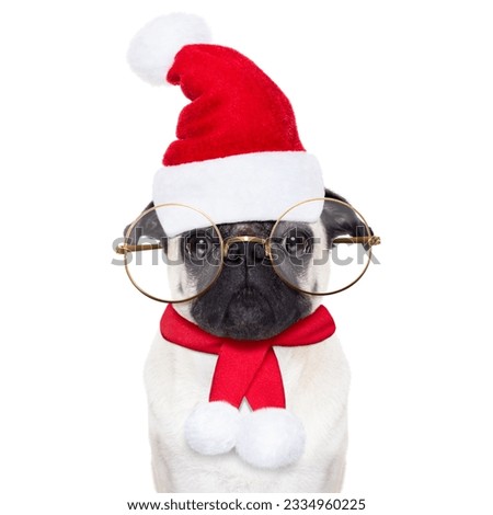 smart pug dog as santa claus with big glasses, for christmas holidays, looking dumb, isolated on white background