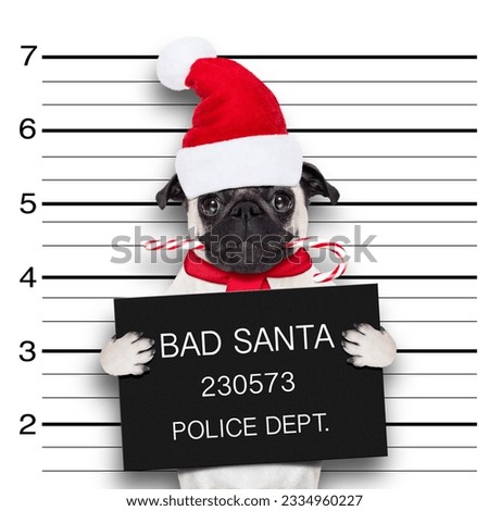 pug dog as santa claus for christmas holidays, caught on mugshot with sugar cane in mouth