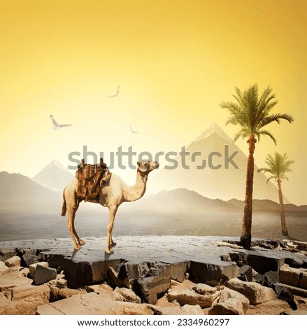 Camel and birds near the great pyramid
