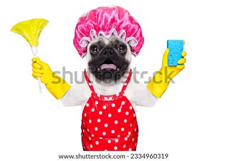 pug dog doing household chores with rubber gloves and shower cap, isolated on white background