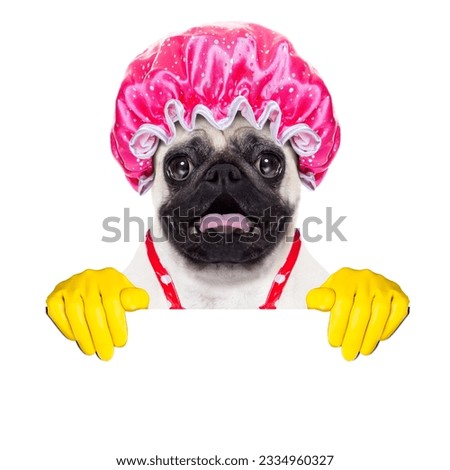 pug dog doing household chores with rubber gloves and shower cap, behind a blank empty blackboard or placard, isolated on white background