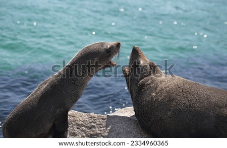 Pup and adult Australian fur seal arguing fighting interaction