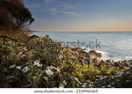Morning light onwildflowers growing around the cliff face at Bermagui
