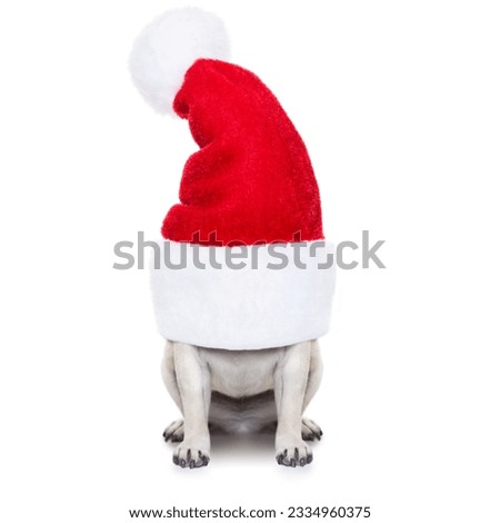pug dog as santa claus hiding inside the hat , for christmas holidays, isolated on white background