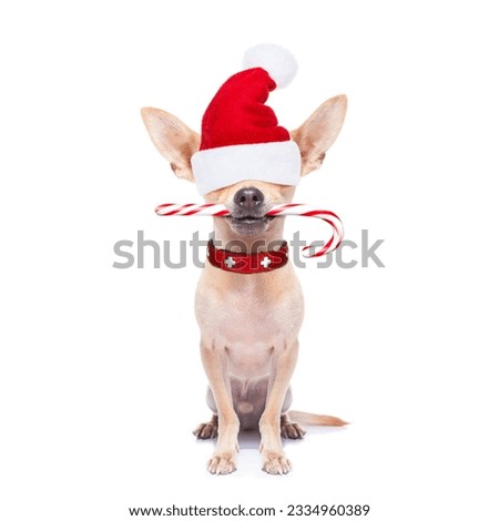 chihuahua santa claus dog hiding with red hat for christmas , isolated on white background