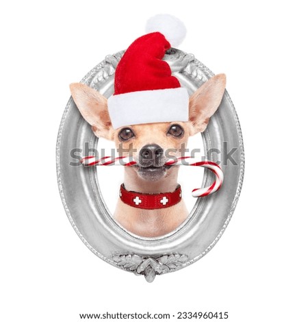 chihuahua santa claus dog inside a silver frame on the wall, with red hat for christmas , isolated on white background