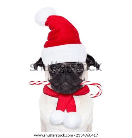 pug dog as santa claus with red hat, for christmas holidays, looking dumb, with a sugar candy cane in mouth, isolated on white background