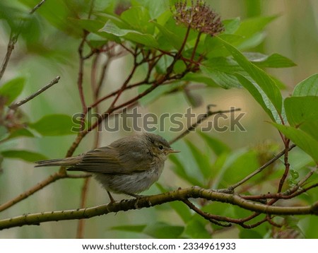 Tiny bird perched on a branch.
