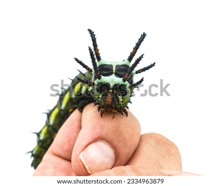 hickory horned devil - Citheronia regalis - larva form of regal or royal walnut moth on human index finger. largest caterpillar in the world isolated on white background front face view Royalty-Free Stock Photo #2334963879