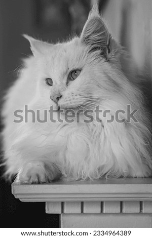 Close up portrait of a white Maine Coon cat