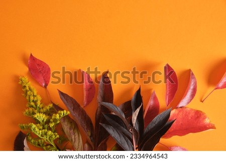 autumn branches with leaves on orange background, continuous background copy space mock up, product presentation