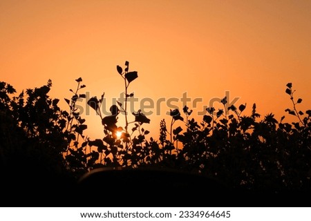 Flower silhouette on sunset sky background ,