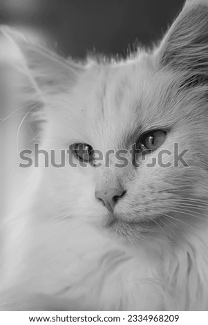 Close up portrait of a white Maine Coon cat