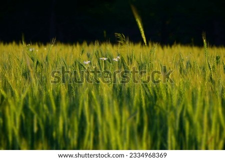 Spikelets of wheat in the wheat field in a farm. Stock Photo