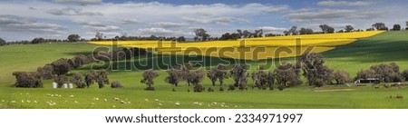 Sheep grazing on lush green pastures alongside fields of golden yellow crops of flowering canola. Bumbaldry in rural Central West NSW