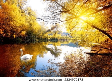 Swan on the river in autumn forest