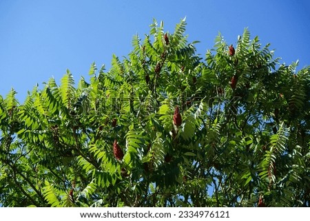 Rhus typhina grows in July. Rhus typhina, the staghorn sumac, is a species of flowering plant in the family Anacardiaceae. Berlin, Germany
