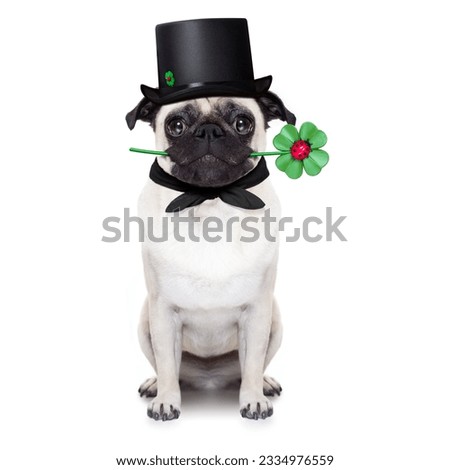 pug dog as chimney sweeper with four leaf clover ,toasting for new years eve, isolated on white background