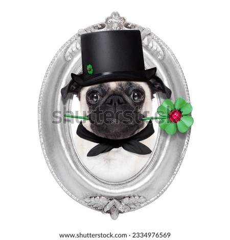 pug dog as chimney sweeper with four leaf clover inside a silver wall frame, celebrating and for new years eve, isolated on white background
