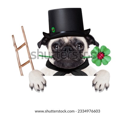 pug dog as chimney sweeper with four leaf clover behind white banner or placard, celebrating and toasting for new years eve, isolated on white background
