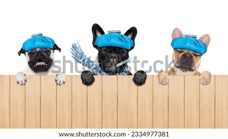 row or group of sick , ill dogs with fever temperature , behind a blank and empty wall or placard and banner , isolated on white background