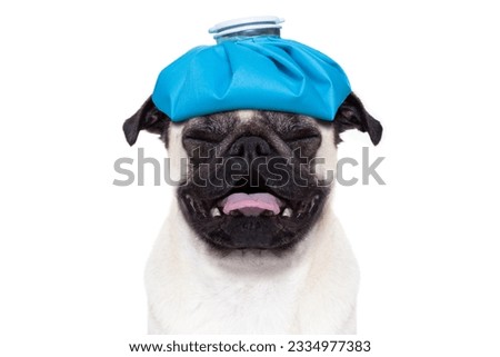 pug dog with headache and hangover with ice bag or ice pack on head, suffering and crying , isolated on white background