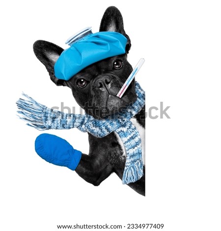 french bulldog dog with headache and hangover with ice bag or ice pack on head, suffering , isolated on white background, behind white blank banner or placard