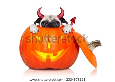 halloween devil pug dog inside pumpkin, scared and frightened, hiding from you , isolated on white background