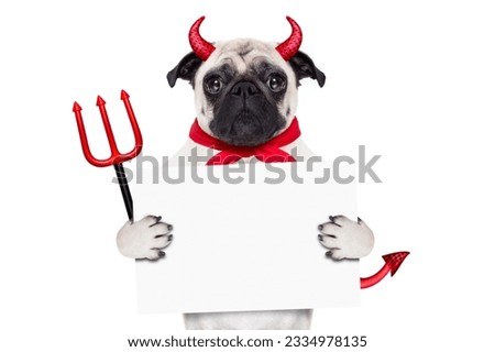 halloween devil pug dog hiding behind white empty blank blackboard or placard , isolated on white background