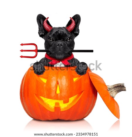 halloween pumpkin witch french bulldog dog inside a pumpkin dressed as a bad devil , isolated on white background