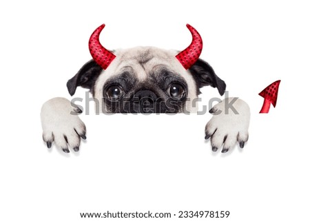 halloween devil pug dog hiding behind white empty blank banner or placard or poster , isolated on white background