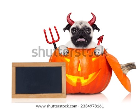 halloween devil pug dog inside pumpkin, scared and frightened, with blank empty blackboard or placard, isolated on white background