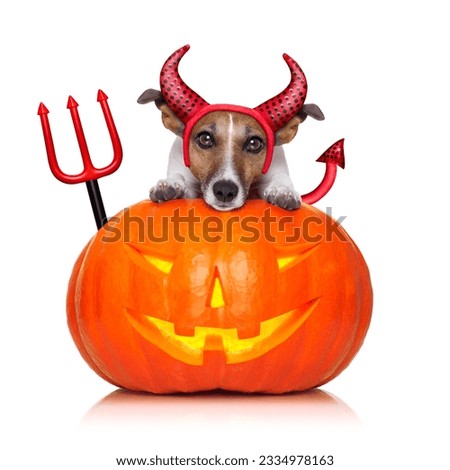 halloween witch jack russell dog on a big pumpkin, isolated on white background