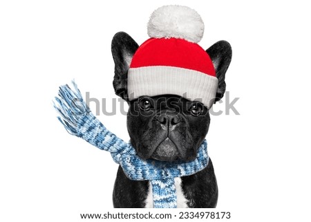 french bulldog dog sick of the bad and cold weather , closed eyes, wearing a scarf, isolated on white background
