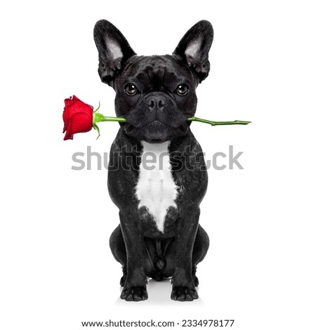 valentines french bulldog dog in love holding a rose with mouth , isolated on white background