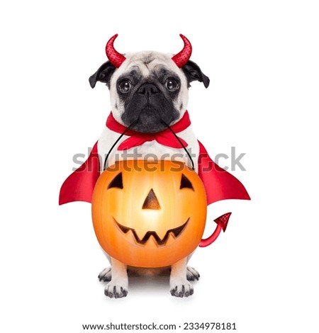 halloween devil pug dog with trick or treat bowl, isolated on white background