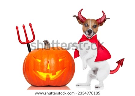 jack russell halloween dog dressed up as devil holding a pumpkin , isolated on white background