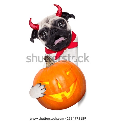 halloween devil pug dog hiding behind white empty blank banner or placard ,holding a pumpkin, isolated on white background