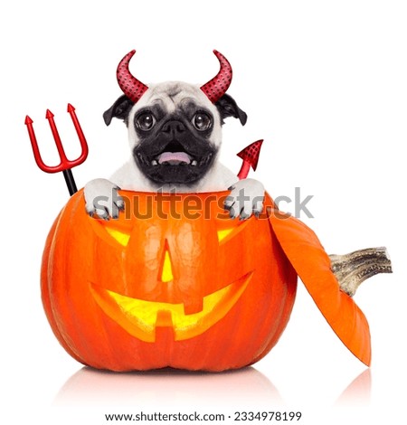 halloween devil pug dog inside pumpkin, scared and frightened, isolated on white background