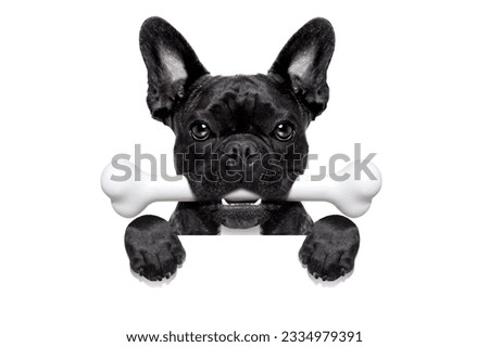 french bulldog dog hungry with a big bone in mouth, behind a white blank banner or placard, isolated on white background