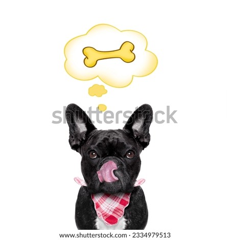hungry french bulldog dog thinking and hoping of a big bone, in a big speech bubble, isolated on white background