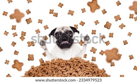 hungry and surprised pug dog behind a big mound or cluster of food , food raining all over,isolated on white background