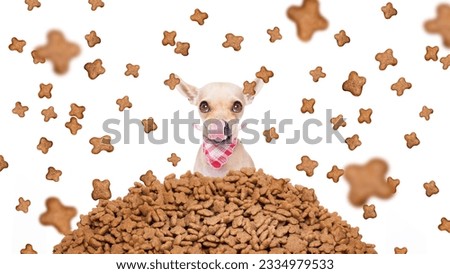 hungry chihuahua dog behind a big mound or cluster of food , food raining all over,isolated on white background