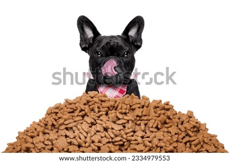 hungry french bulldog dog behind a big mound or cluster of food , isolated on white background