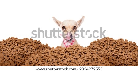hungry chihuahua dog behind a big mound or cluster of food , isolated on white background