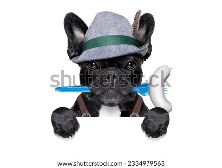 cool bavarian oktoberfest german french bulldog dog with beer mug and sausage in mouth , behind blank empty banner or placard , isolated on white background
