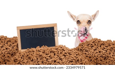 hungry chihuahua dog behind a big mound or cluster of food with empty blank blackboard , isolated on white background