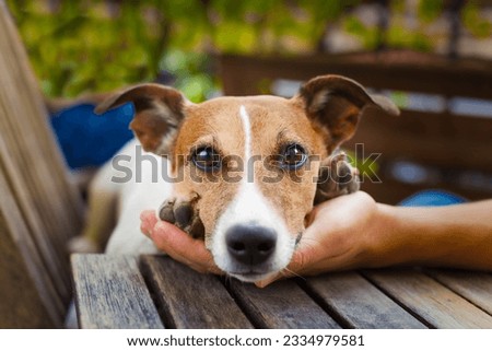 owner petting his dog, while he is sleeping or resting with wide open tender eyes