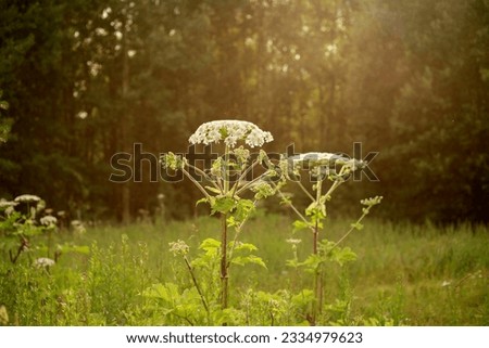dangerous hogweed plant in the sun. large weed, silage culture of Sosnovsky's hogweed, causing burns and blisters when exposed to ultraviolet light. white flowers collected in large umbrellas Royalty-Free Stock Photo #2334979623